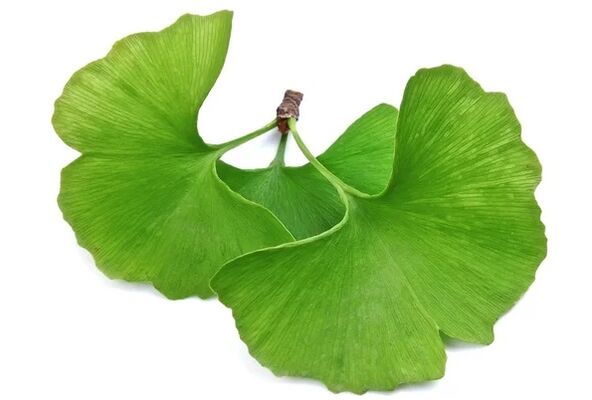 OstyHealth contén ginkgo biloba