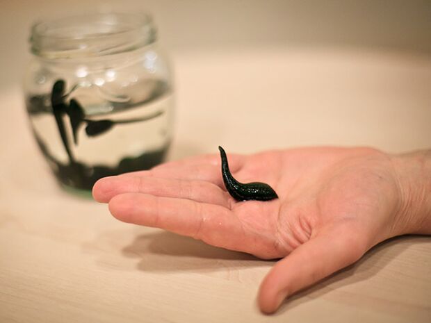 aplicación para o tratamento da artrose da articulación do xeonllo